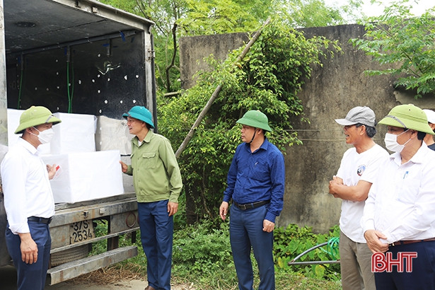 Thạch Hà thả nuôi hơn 75 vạn tôm càng xanh