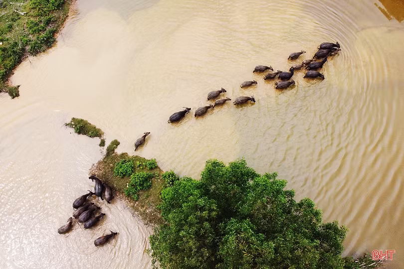 Cựu chiến binh Hà Tĩnh vượt khó, “chinh phục” đồi hoang 