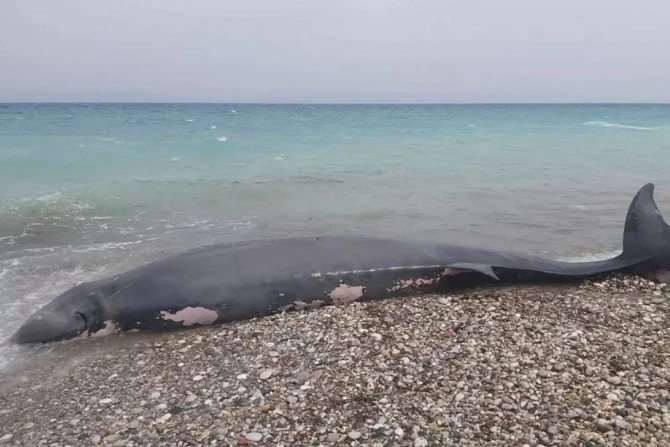 Cá voi chết vì 15 kg rác thải nhựa trong bụng