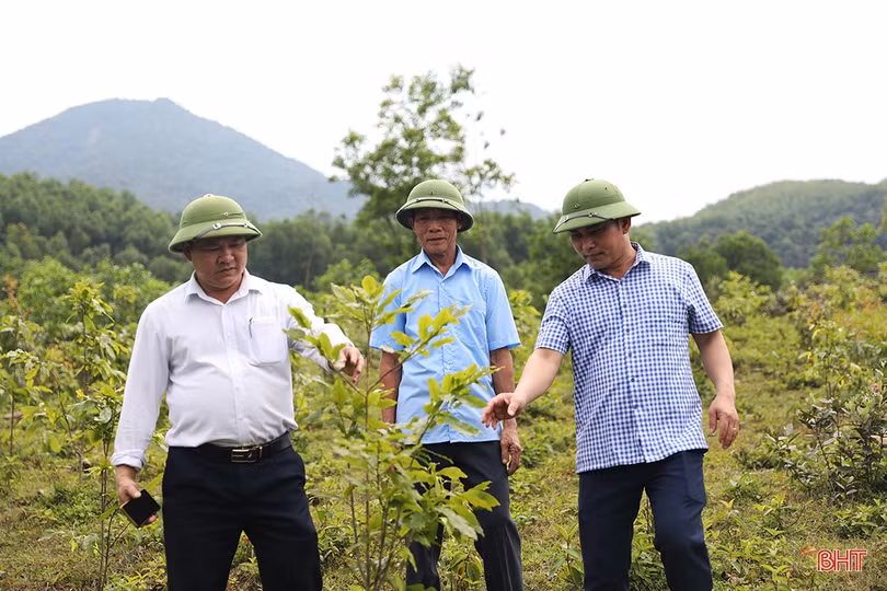 Cựu chiến binh Hà Tĩnh vượt khó, “chinh phục” đồi hoang 