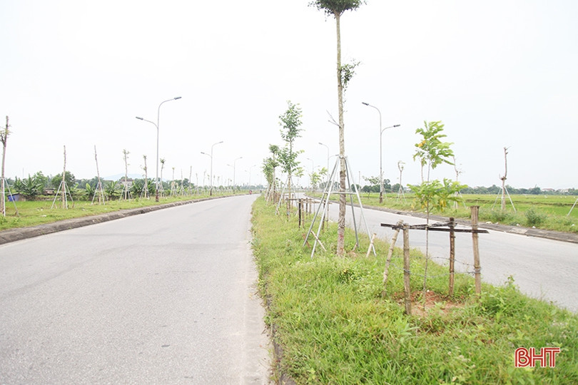 Dắm vá, trồng mới cây xanh trên đường Ngô Quyền ở TP Hà Tĩnh 