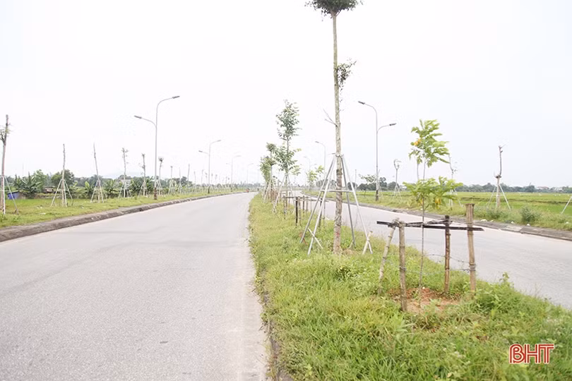 Dắm vá, trồng mới cây xanh trên đường Ngô Quyền ở TP Hà Tĩnh 