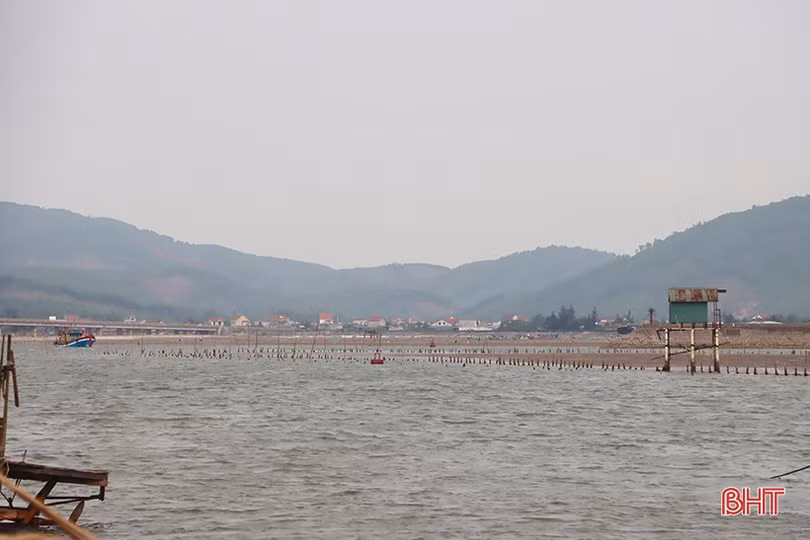 Mô hình nuôi ngao lớn nhất vùng biển Cửa Nhượng