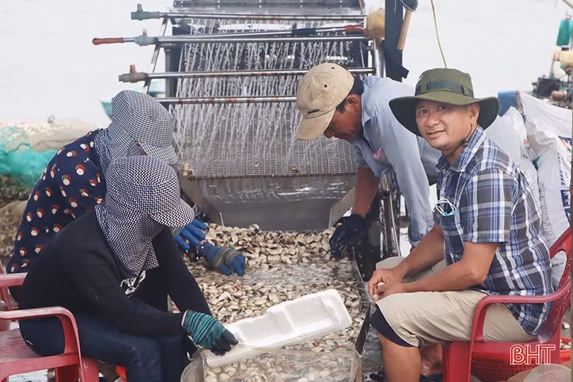 Mô hình nuôi ngao lớn nhất vùng biển Cửa Nhượng