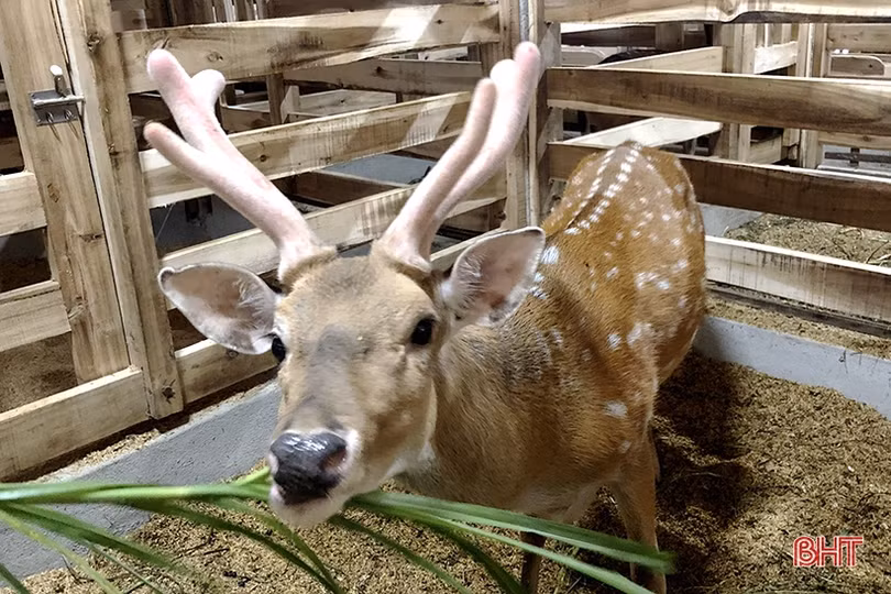 Trại nuôi hươu “khủng” của bí thư đoàn xã ở Hà Tĩnh