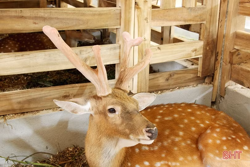 Trại nuôi hươu “khủng” của bí thư đoàn xã ở Hà Tĩnh