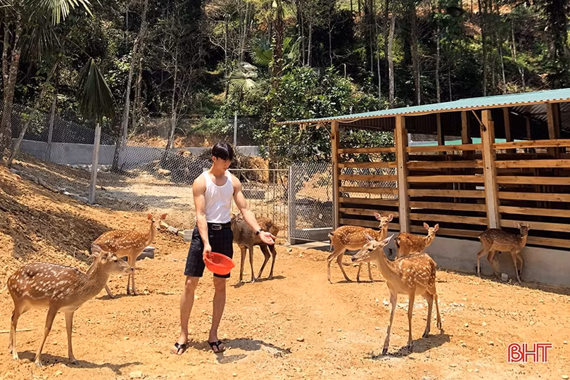 Trại nuôi hươu “khủng” của bí thư đoàn xã ở Hà Tĩnh