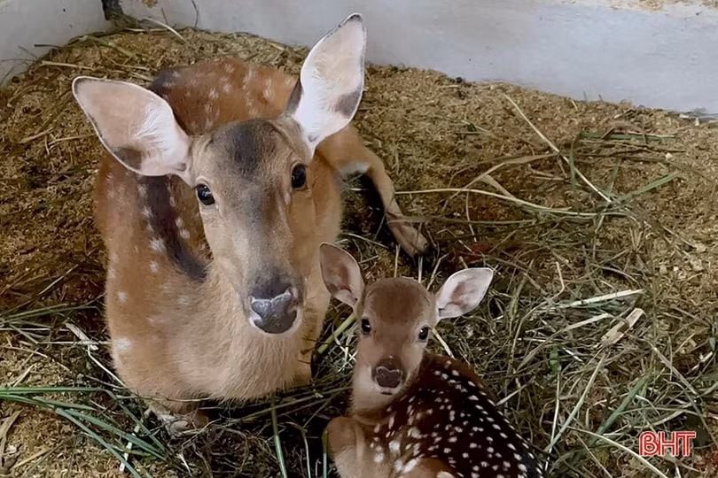 Trại nuôi hươu “khủng” của bí thư đoàn xã ở Hà Tĩnh