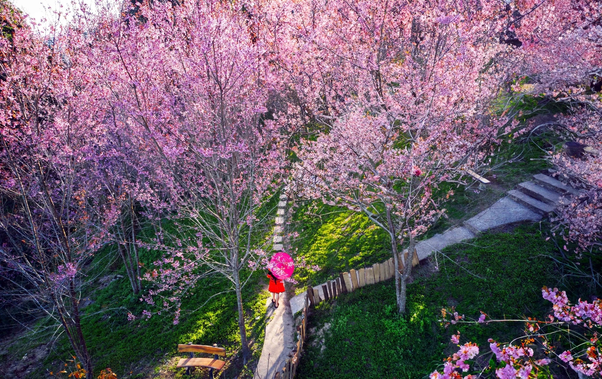 Ngắm sắc hoa rực rỡ, quyến rũ trên Tứ đại đỉnh đèo Pha Đin