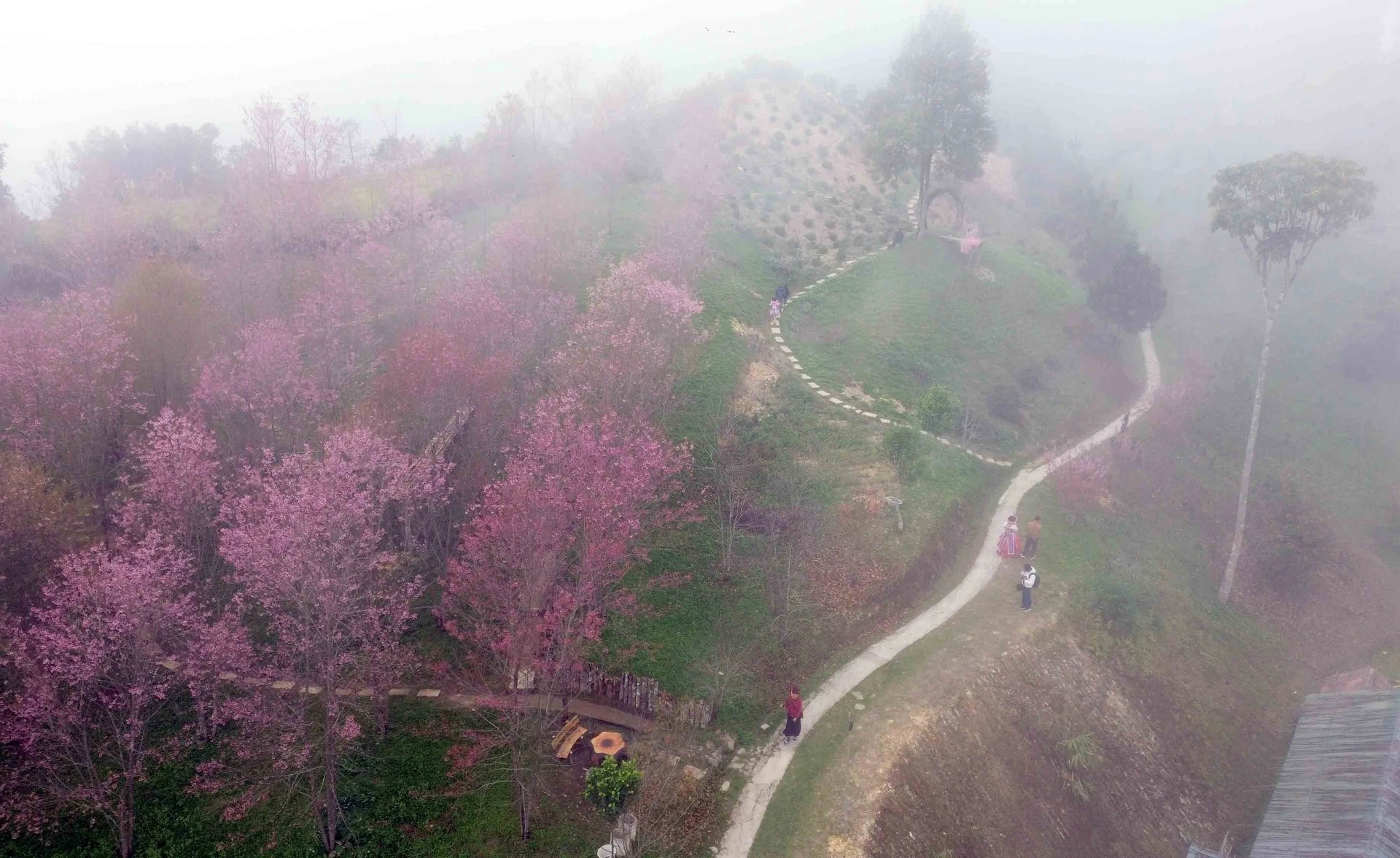 Ngắm sắc hoa rực rỡ, quyến rũ trên Tứ đại đỉnh đèo Pha Đin