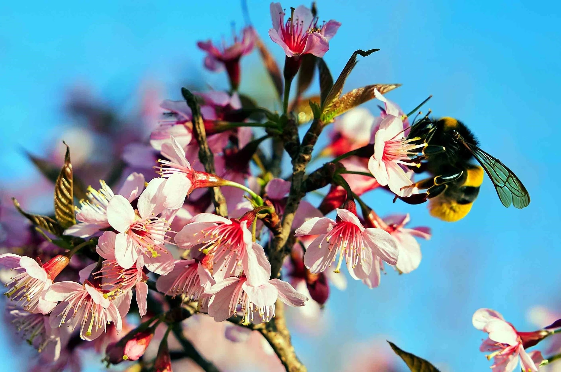 Ngắm sắc hoa rực rỡ, quyến rũ trên Tứ đại đỉnh đèo Pha Đin