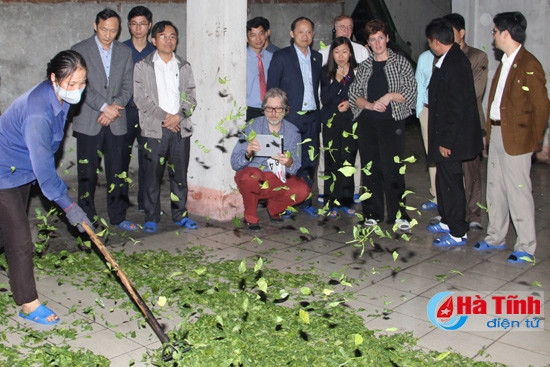 Bộ trưởng Canada tham quan mô hình sản xuất chè tại Kỳ Anh ảnh 2