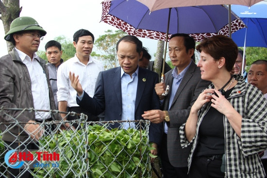 Bộ trưởng Canada tham quan mô hình sản xuất chè tại Kỳ Anh ảnh 1