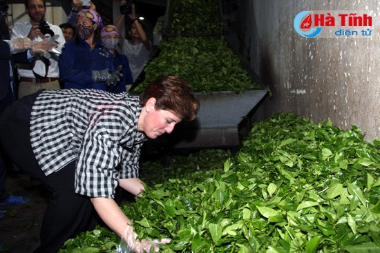 Bộ trưởng Canada tham quan mô hình sản xuất chè tại Kỳ Anh ảnh 3