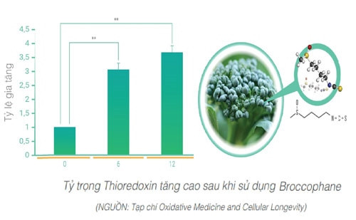 Tinh chất Broccophane thiên nhiên trong WIT có tác dụng tăng cường Thioredoxin ưu việt, giúp nuôi dưỡng mắt từ bên trong, phòng tránh các bệnh về mắt.