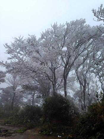 Cây ở rừng phòng hộ trên đỉnh Phia Oắc phủ một màu trắng xóa. Ảnh: Văn Hoan.