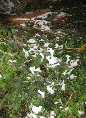 Sa Pa bắt đầu có những băng giá. Ảnh: Hà Giang.