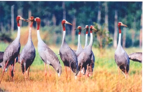 Vườn quốc gia Tràm Chim nổi tiếng với loài chim Sếu đầu đỏ. Ảnh: Dongthap.gov
