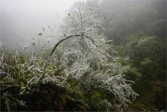 Băng giá phủ trắng vùng núi Lào Cai ảnh 1