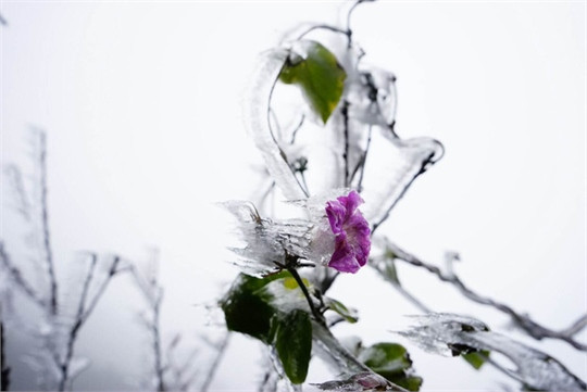 Băng giá phủ trắng vùng núi Lào Cai ảnh 7