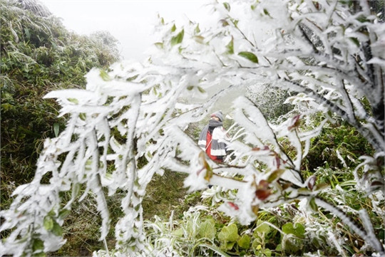 Băng giá phủ trắng vùng núi Lào Cai ảnh 5