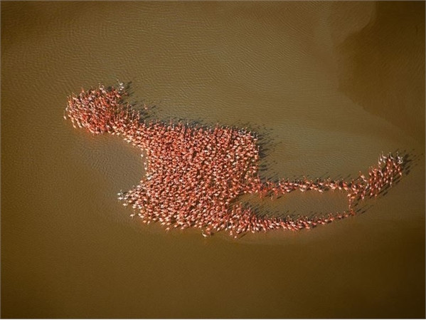 Khó tin với những hình ảnh tự nhiên không hề qua chỉnh sửa ảnh 11