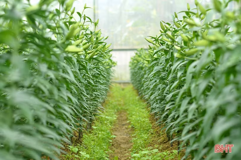 Nghe chủ vườn mẫu hoa ly ở TX Kỳ Anh bật mí cách kiếm cả trăm triệu dịp tết