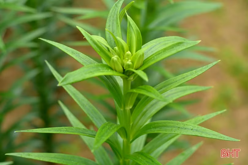 Nghe chủ vườn mẫu hoa ly ở TX Kỳ Anh bật mí cách kiếm cả trăm triệu dịp tết