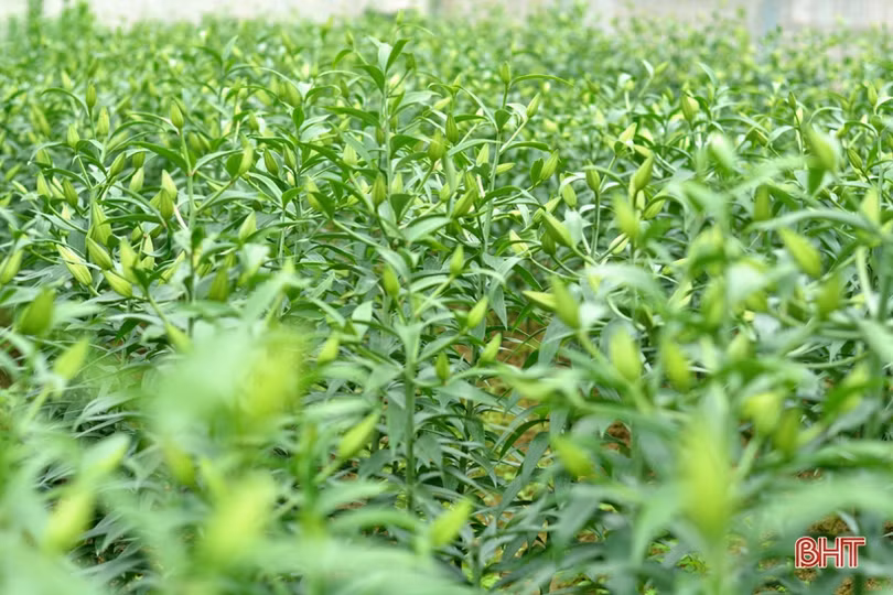 Nghe chủ vườn mẫu hoa ly ở TX Kỳ Anh bật mí cách kiếm cả trăm triệu dịp tết