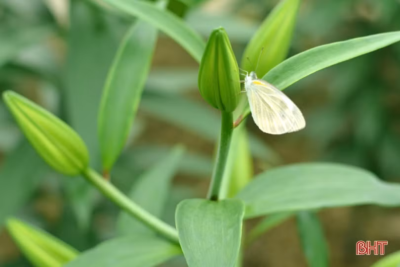 Nghe chủ vườn mẫu hoa ly ở TX Kỳ Anh bật mí cách kiếm cả trăm triệu dịp tết