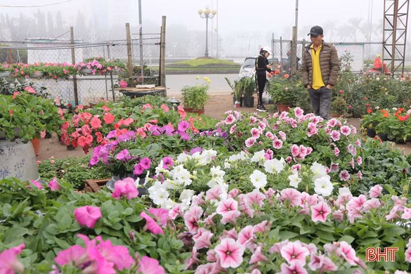 Những làng hoa ở Hà Tĩnh bung nụ đón tết