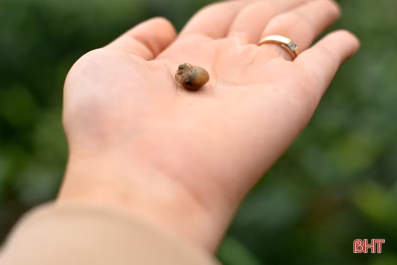 Nghe chủ vườn mẫu hoa ly ở TX Kỳ Anh bật mí cách kiếm cả trăm triệu dịp tết