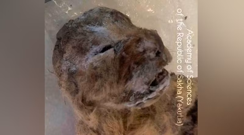 loat sinh vat kinh di an sau duoi lop bang vinh cuu siberia