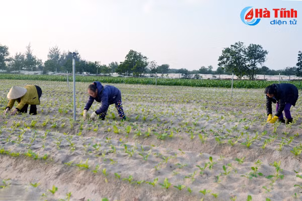 moi tay hai tien ty tren vung dat cat bac mau ven bien