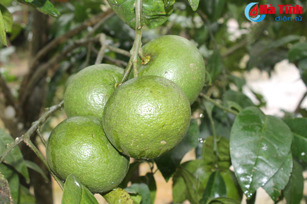 da mat voi nhung vuon cam tren dat ky thuong