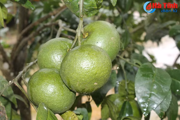 da mat voi nhung vuon cam tren dat ky thuong