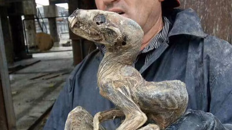 loat sinh vat kinh di an sau duoi lop bang vinh cuu siberia