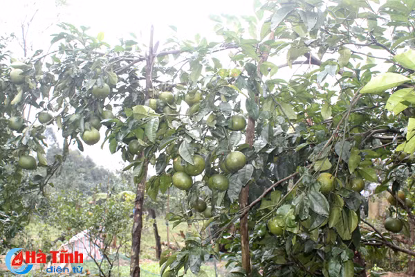 da mat voi nhung vuon cam tren dat ky thuong