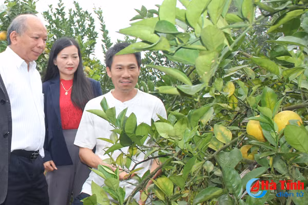 vu quang hang tram vuon mau cho thu nhap gap 5 lan trong lua