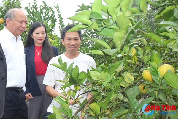 vu quang hang tram vuon mau cho thu nhap gap 5 lan trong lua