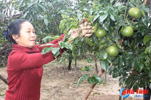 da mat voi nhung vuon cam tren dat ky thuong