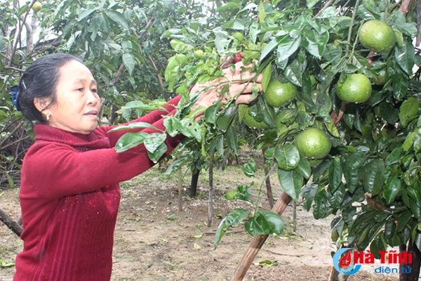 da mat voi nhung vuon cam tren dat ky thuong