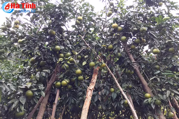 da mat voi nhung vuon cam tren dat ky thuong