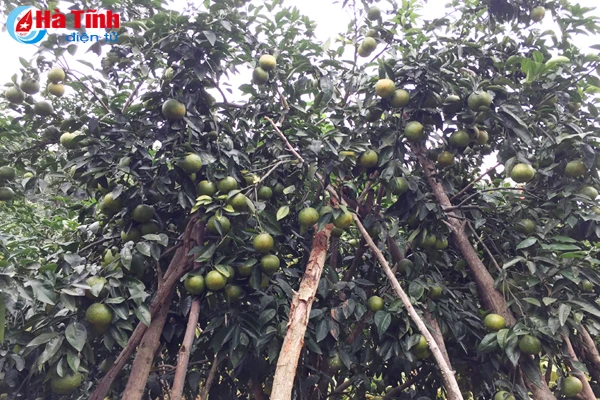 da mat voi nhung vuon cam tren dat ky thuong