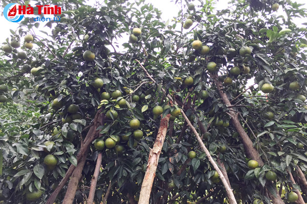 da mat voi nhung vuon cam tren dat ky thuong