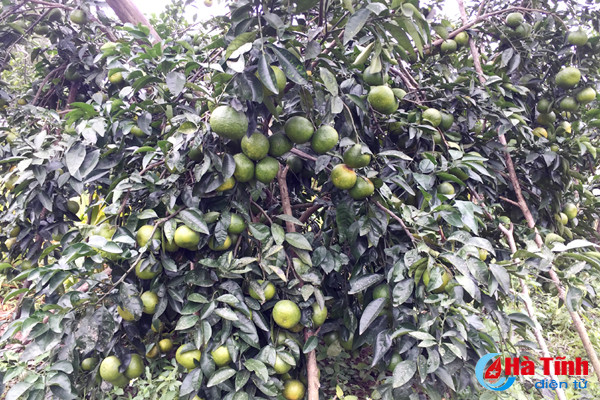 da mat voi nhung vuon cam tren dat ky thuong