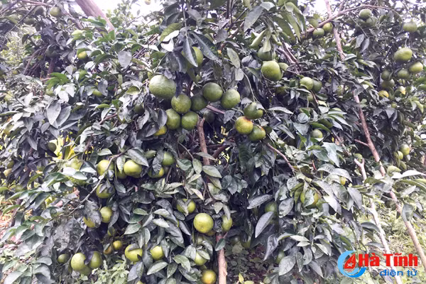 da mat voi nhung vuon cam tren dat ky thuong