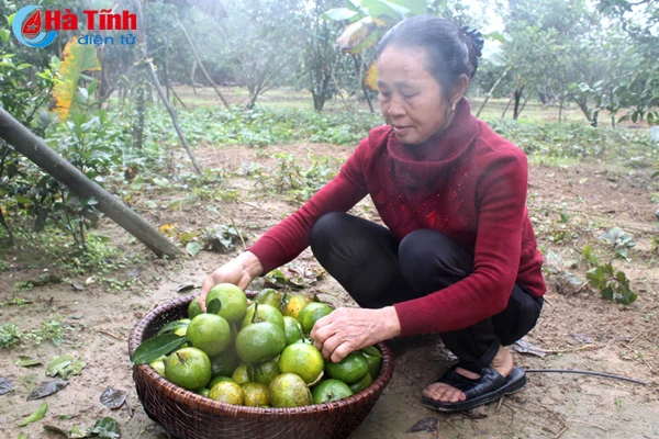 da mat voi nhung vuon cam tren dat ky thuong