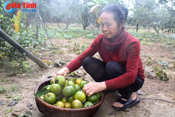 da mat voi nhung vuon cam tren dat ky thuong