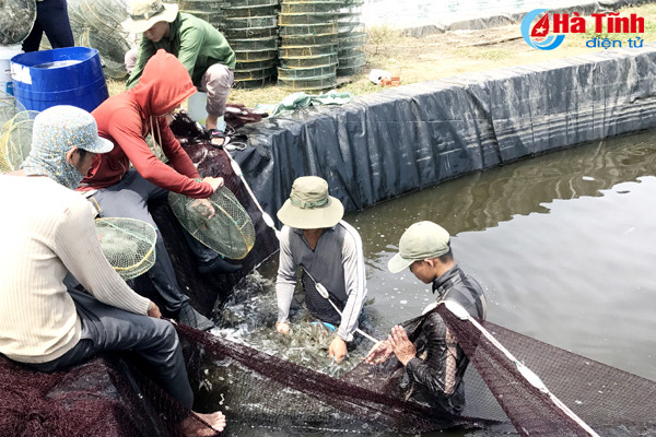 nghi xuan thu hoach hon 100 tan tom vu dong